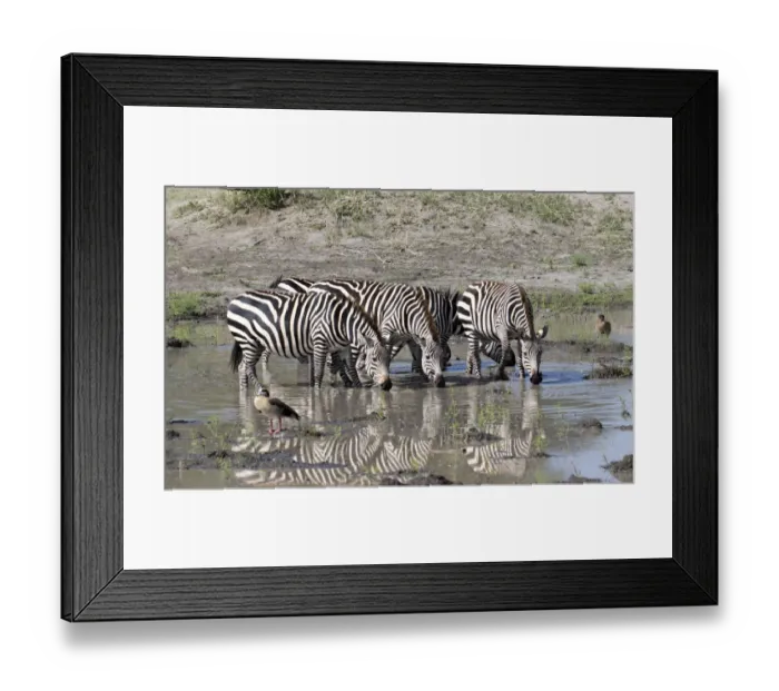 Framed Print : Africa, Tanzania, Ngorongoro Conservation Area. Plains zebras (Equus quagga) drinking Framed Print : Africa, Tanzania, Ngorongoro Conservation Area. Plains zebras (Equus quagga) drinking