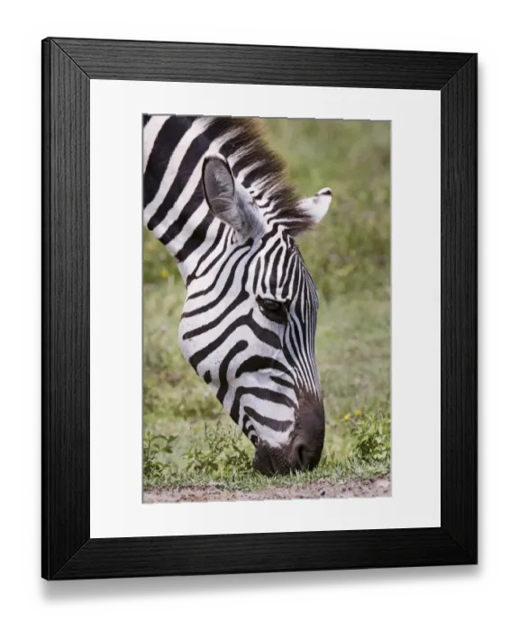 Framed Print : Ngorongoro Conservation Area, Tanzania, Africa. Plains Zebra Framed Print : Ngorongoro Conservation Area, Tanzania, Africa. Plains Zebra