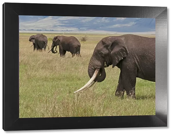 Tanzania, Africa. Three African Elephants grazing