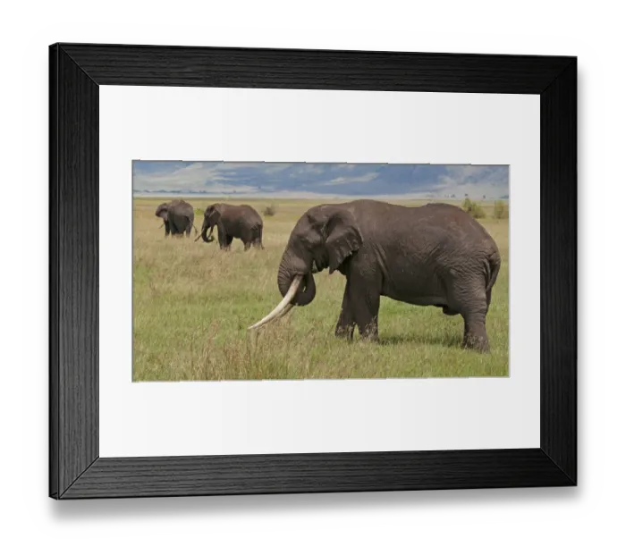 Framed Print : Tanzania, Africa. Three African Elephants grazing Framed Print : Tanzania, Africa. Three African Elephants grazing