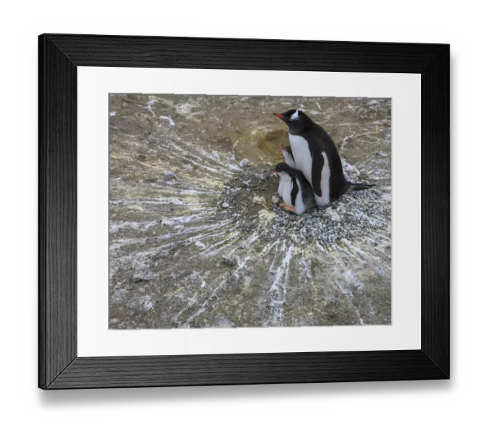 Framed Print : Gentoo Penguin. Barrientos Island, South Shetland Islands, Antarctica
