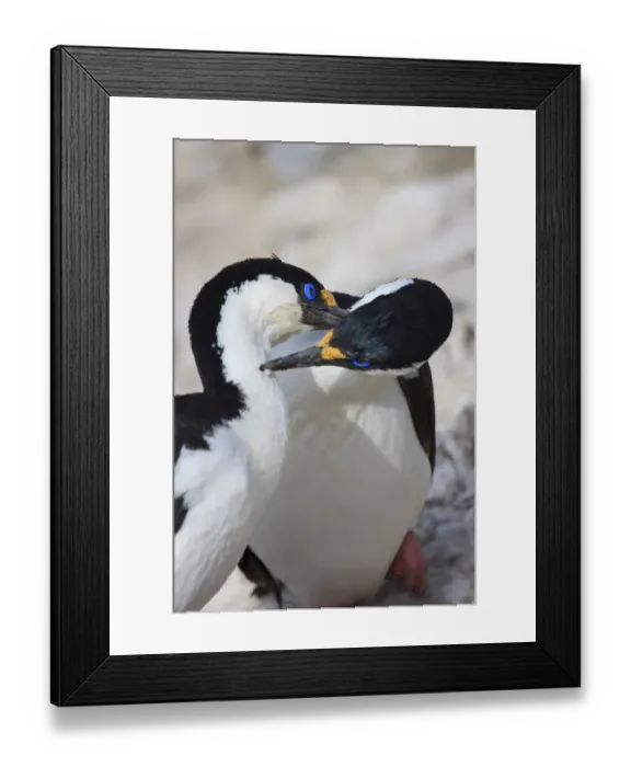 Framed Print : Blue-eyed shag family, Paulet Island, Antarctica Framed Print : Blue-eyed shag family, Paulet Island, Antarctica