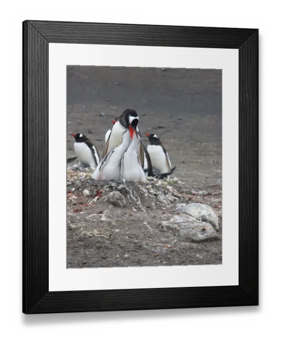Framed Print : Gentoo Penguin. Barrientos Island, South Shetland Islands, Antarctica Framed Print : Gentoo Penguin. Barrientos Island, South Shetland Islands, Antarctica