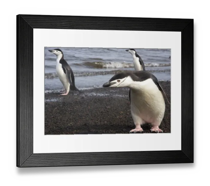 Framed Print : Chinstrap Penguin. Whalers Bay, Deception Island. Antarctica Framed Print : Chinstrap Penguin. Whalers Bay, Deception Island. Antarctica