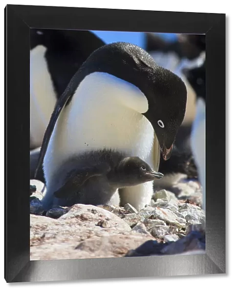 Adelie Penguin. Devil Island, Antarctica