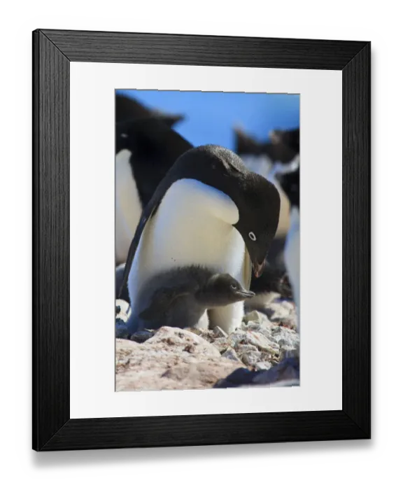 Framed Print : Adelie Penguin. Devil Island, Antarctica Framed Print : Adelie Penguin. Devil Island, Antarctica