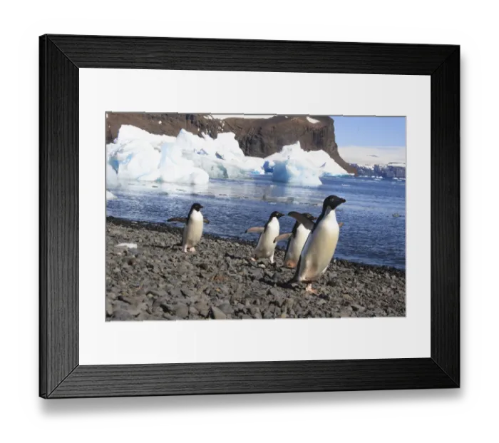 Framed Print : Adelie Penguin. Devil Island, Antarctica