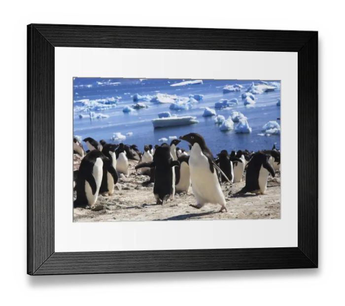 Framed Print : Adelie Penguin. Devil Island, Antarctica Framed Print : Adelie Penguin. Devil Island, Antarctica