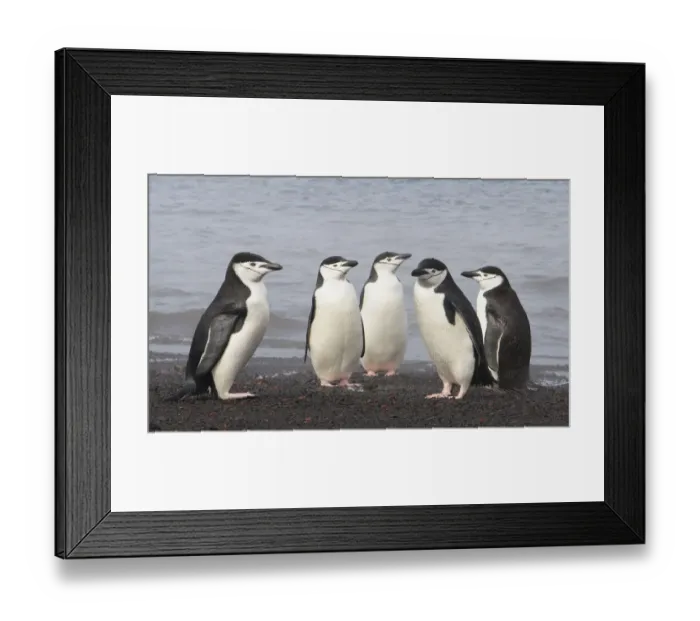 Framed Print : Chinstrap Penguin. Whalers Bay, Deception Island. Antarctica Framed Print : Chinstrap Penguin. Whalers Bay, Deception Island. Antarctica