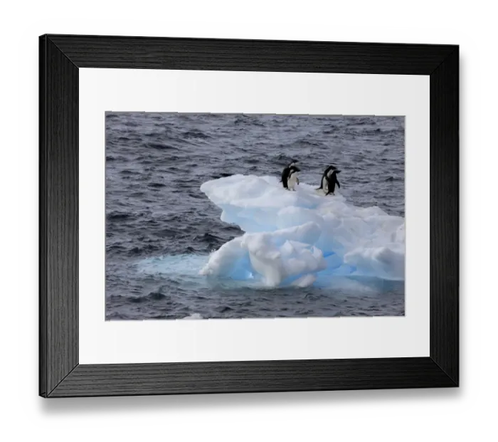 Framed Print : Adelie Penguin. Paulet Island, Antarctica Framed Print : Adelie Penguin. Paulet Island, Antarctica