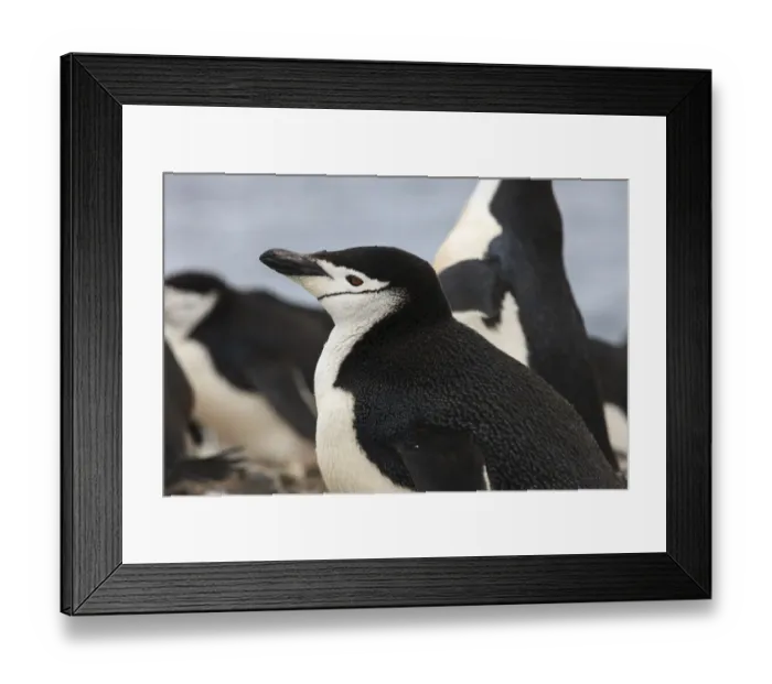 Framed Print : Chinstrap Rookery. Whalers Bay, Deception Island. Antarctica Framed Print : Chinstrap Rookery. Whalers Bay, Deception Island. Antarctica