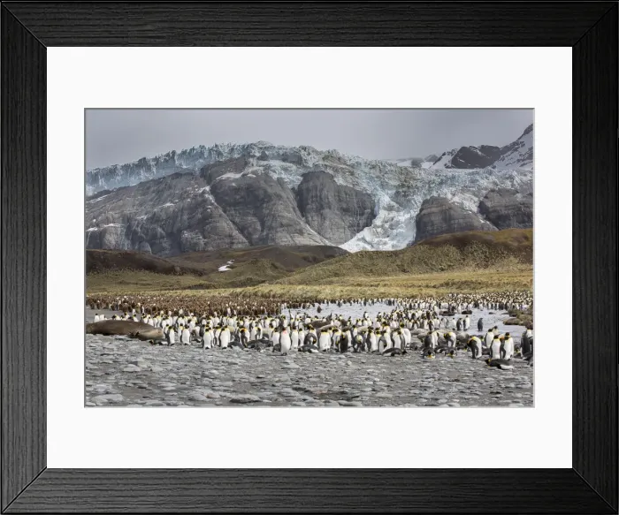 Framed Print : King penguin rookery on Gold Harbor. South Georgia Islands Framed Print : King penguin rookery on Gold Harbor. South Georgia Islands