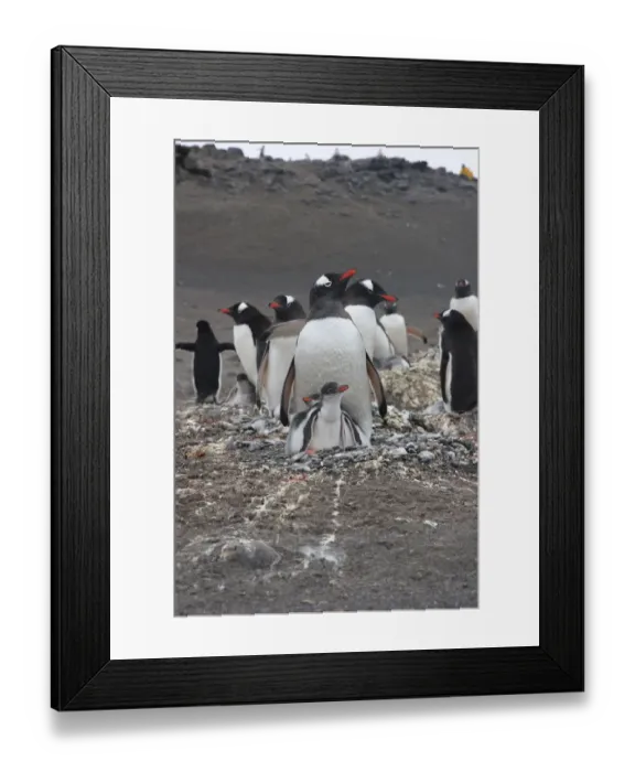 Framed Print : Gentoo Penguin. Barrientos Island, South Shetland Islands Antarctica Framed Print : Gentoo Penguin. Barrientos Island, South Shetland Islands Antarctica