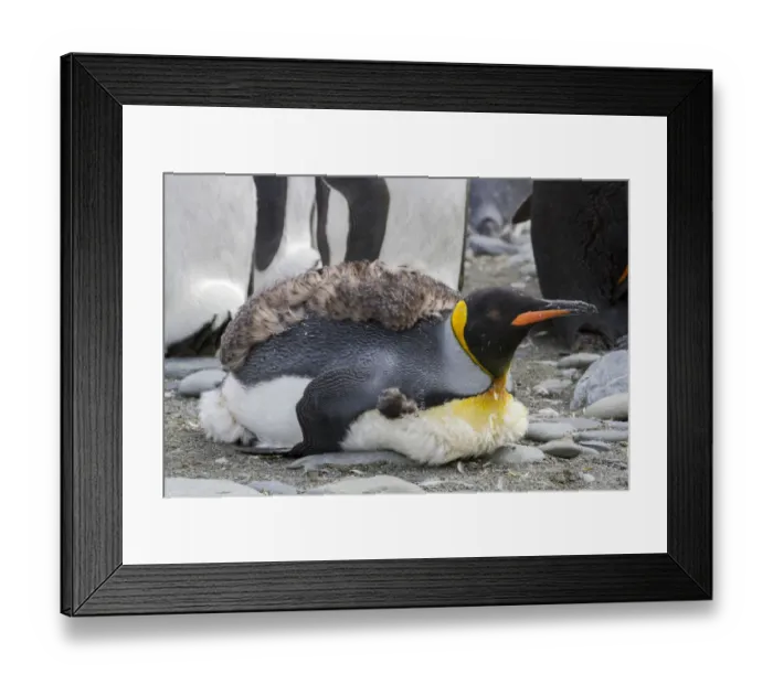 Framed Print : King penguin rookery on Gold Harbor. South Georgia Islands