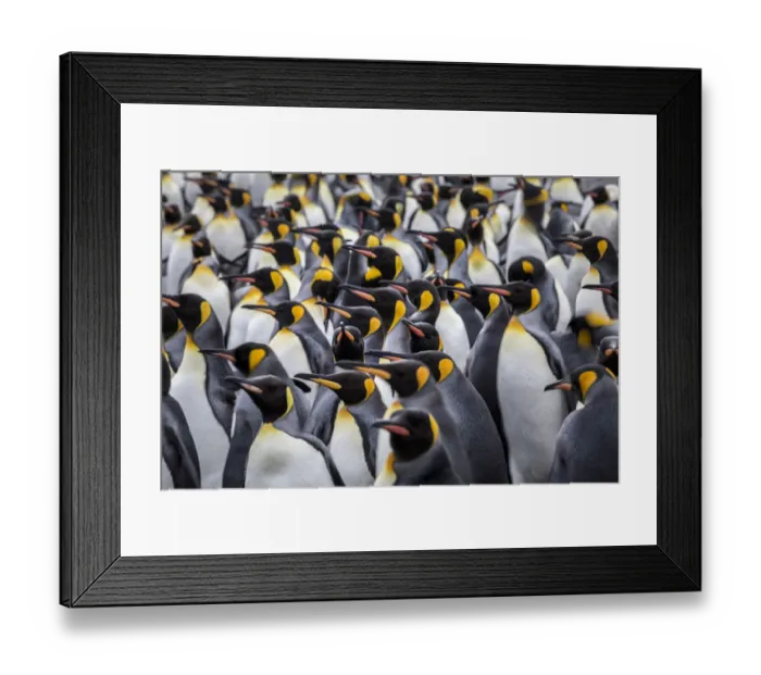 Framed Print : King penguin rookery at Salisbury Plain. South Georgia Islands Framed Print : King penguin rookery at Salisbury Plain. South Georgia Islands