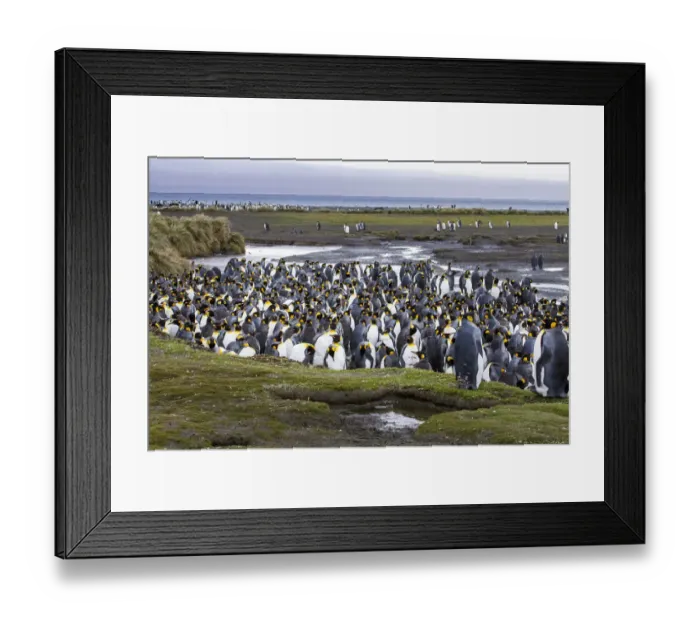 Framed Print : King penguin rookery at Salisbury Plain. South Georgia Islands Framed Print : King penguin rookery at Salisbury Plain. South Georgia Islands