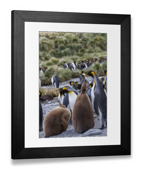 Framed Print : King penguin rookery on Gold Harbor. South Georgia Islands Framed Print : King penguin rookery on Gold Harbor. South Georgia Islands