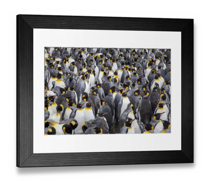 Framed Print : King penguin rookery at Salisbury Plain. South Georgia Islands Framed Print : King penguin rookery at Salisbury Plain. South Georgia Islands