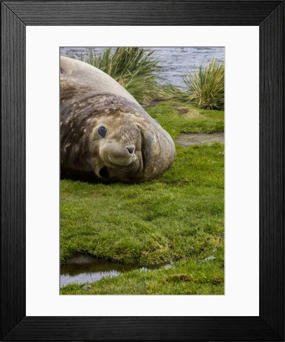 Framed Print : Resting Elephant seal. Grytviken. South Georgia Islands Framed Print : Resting Elephant seal. Grytviken. South Georgia Islands
