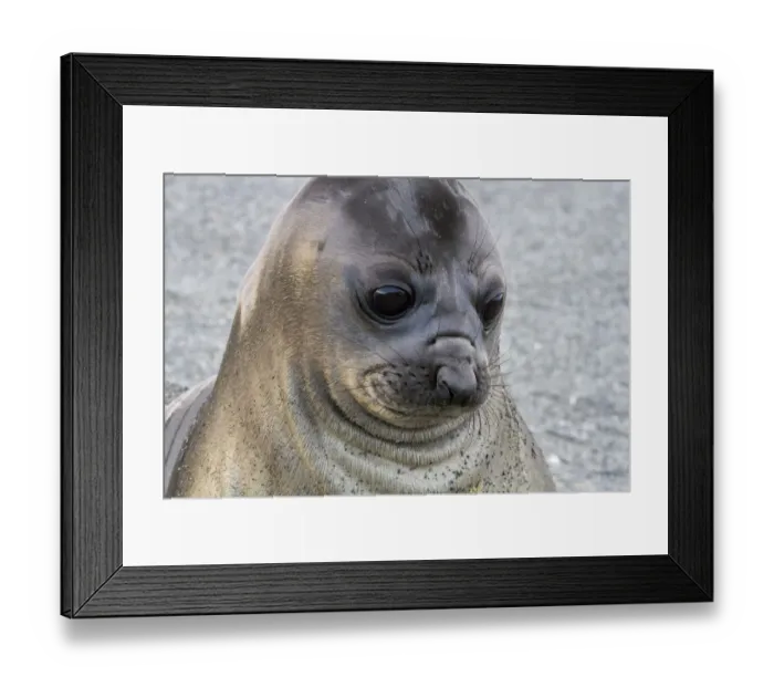 Framed Print : Portrait of seal pup on the beach of St. Andrews Bay, South Georgia Islands Framed Print : Portrait of seal pup on the beach of St. Andrews Bay, South Georgia Islands