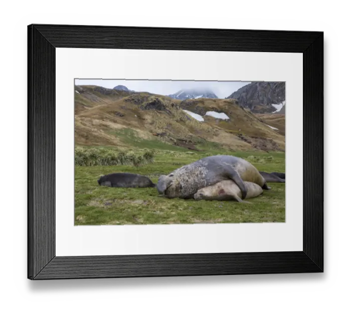 Framed Print : Male and female Elephant seals. Grytviken. South Georgia Islands Framed Print : Male and female Elephant seals. Grytviken. South Georgia Islands