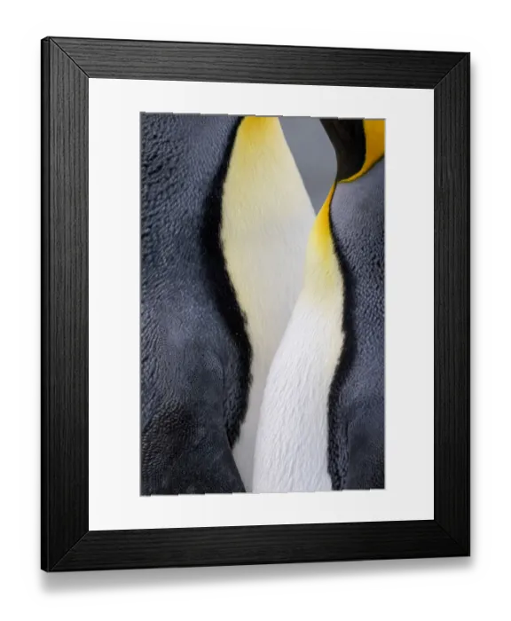 Framed Print : King penguin close-up showing the colorful curves of their feathers. St. Andrews Bay Framed Print : King penguin close-up showing the colorful curves of their feathers. St. Andrews Bay