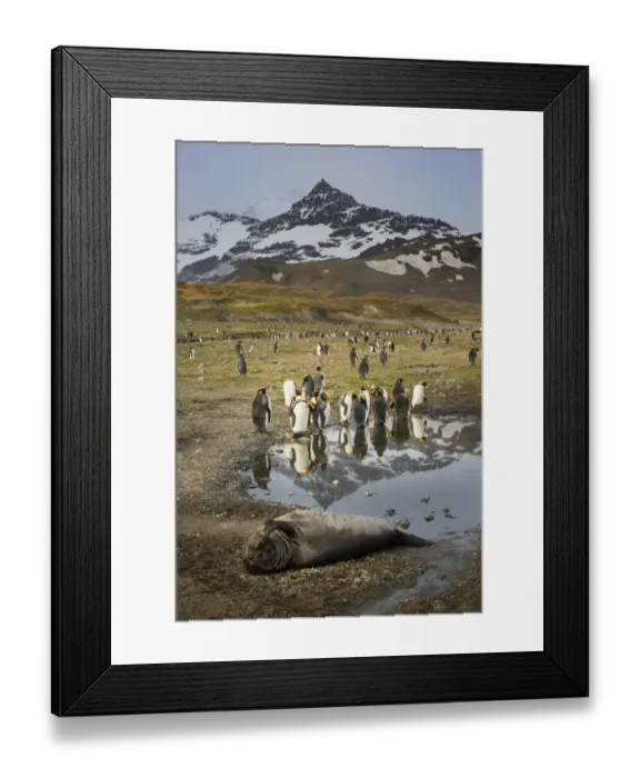 Framed Print : King penguin rookery. St. Andrews Bay, South Georgia Islands Framed Print : King penguin rookery. St. Andrews Bay, South Georgia Islands