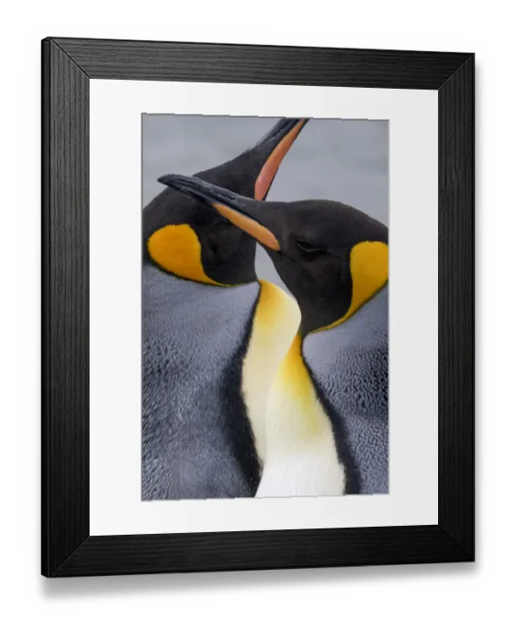 Framed Print : King penguin close-up showing the colorful curves of their feathers. St. Andrews Bay Framed Print : King penguin close-up showing the colorful curves of their feathers. St. Andrews Bay