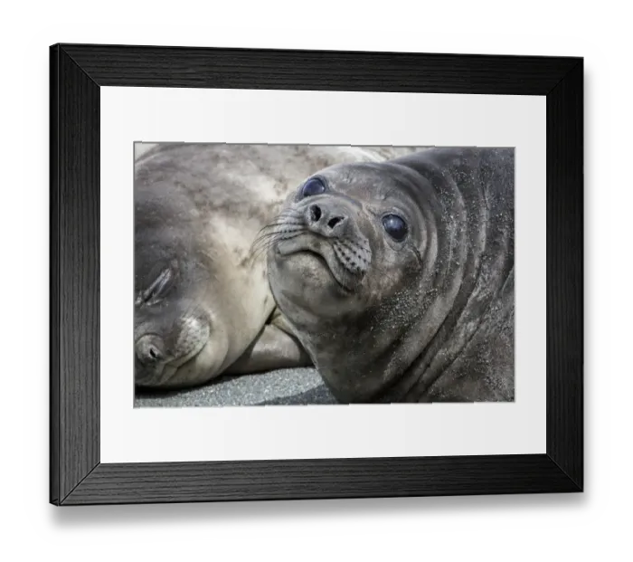 Framed Print : Seal pups on the beach of Gold Harbor, South Georgia Islands Framed Print : Seal pups on the beach of Gold Harbor, South Georgia Islands
