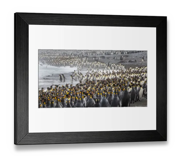 Framed Print : King penguin rookery at Salisbury Plain, South Georgia Islands Framed Print : King penguin rookery at Salisbury Plain, South Georgia Islands