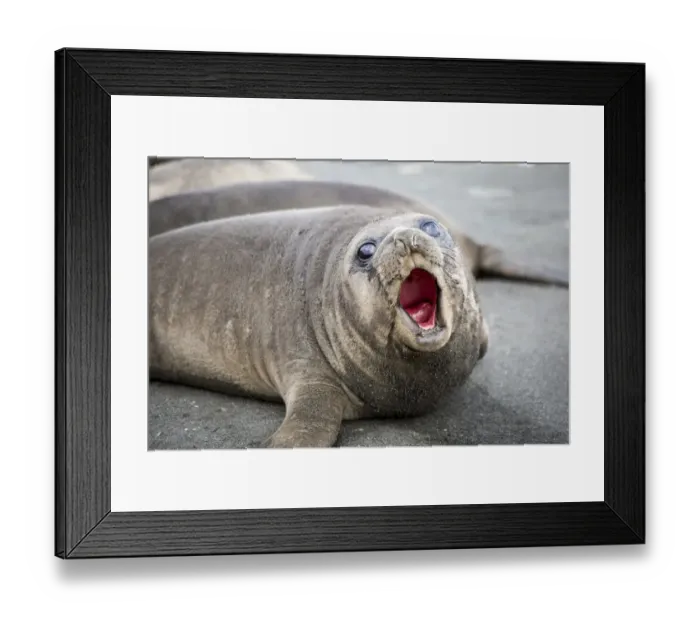 Framed Print : Fur seal pup. Gold Harbor, South Georgia Islands