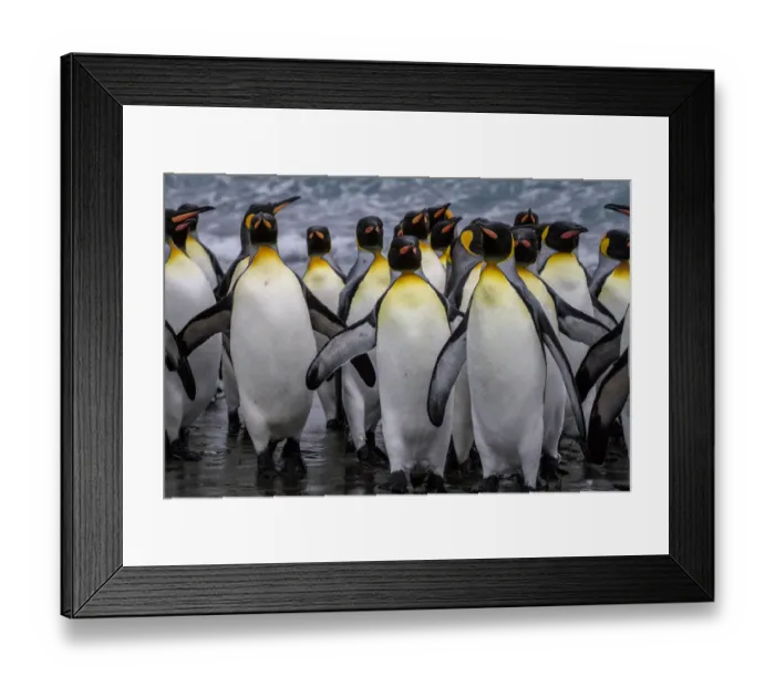 Framed Print : King penguin rookery at Salisbury Plain, South Georgia Islands Framed Print : King penguin rookery at Salisbury Plain, South Georgia Islands