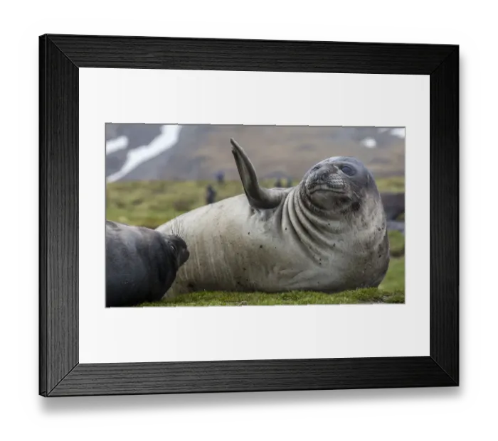Framed Print : Elephant seal. Fortuna Bay, South Georgia Islands Framed Print : Elephant seal. Fortuna Bay, South Georgia Islands