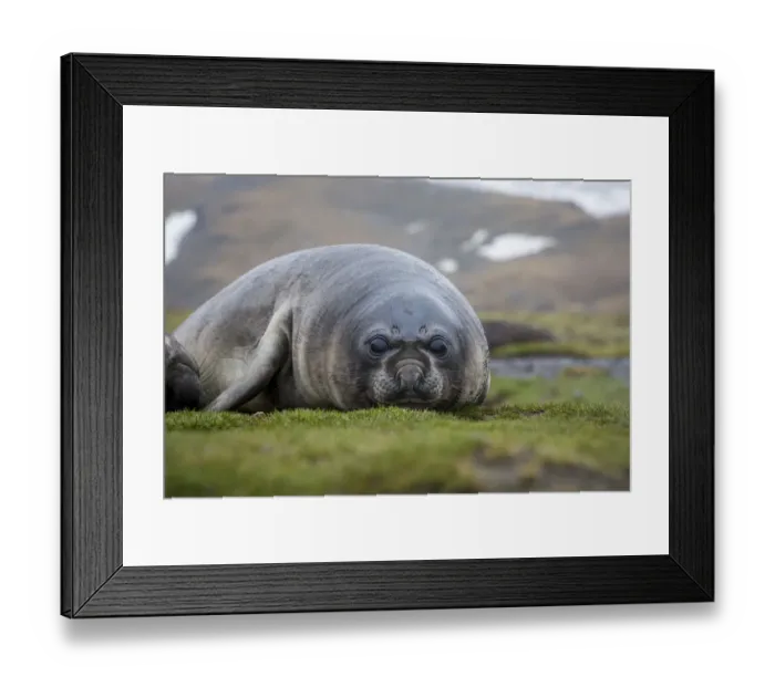 Framed Print : Elephant seal. Fortuna Bay, South Georgia Islands Framed Print : Elephant seal. Fortuna Bay, South Georgia Islands