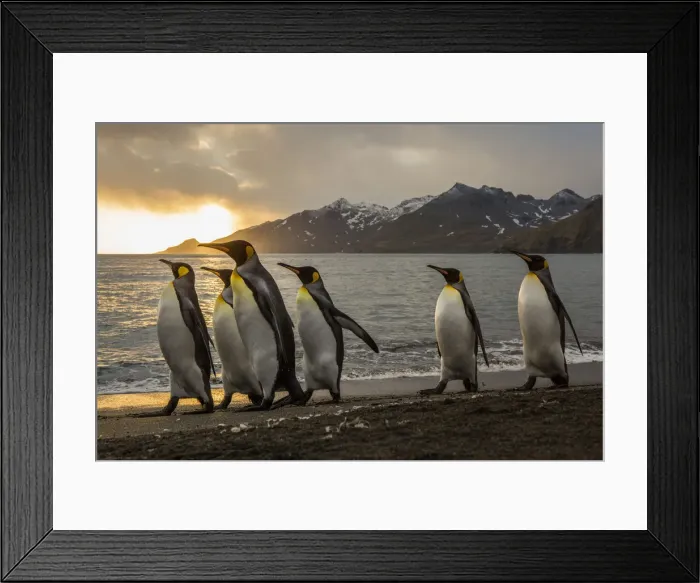 Framed Print : Sunrise with marching king penguins on the beach of St Framed Print : Sunrise with marching king penguins on the beach of St