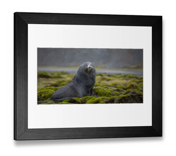 Framed Print : Fur seal. Fortuna Bay, South Georgia Islands Framed Print : Fur seal. Fortuna Bay, South Georgia Islands