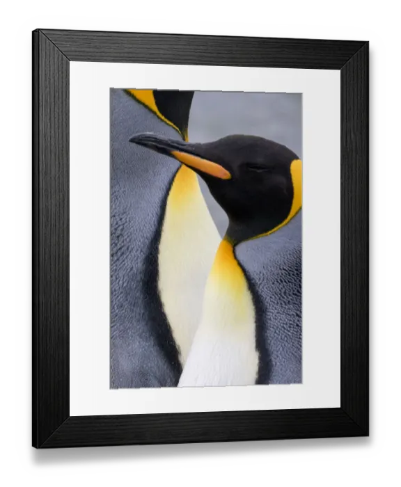 Framed Print : King penguin close-up showing the colorful curves of their feathers. St. Andrews Bay Framed Print : King penguin close-up showing the colorful curves of their feathers. St. Andrews Bay