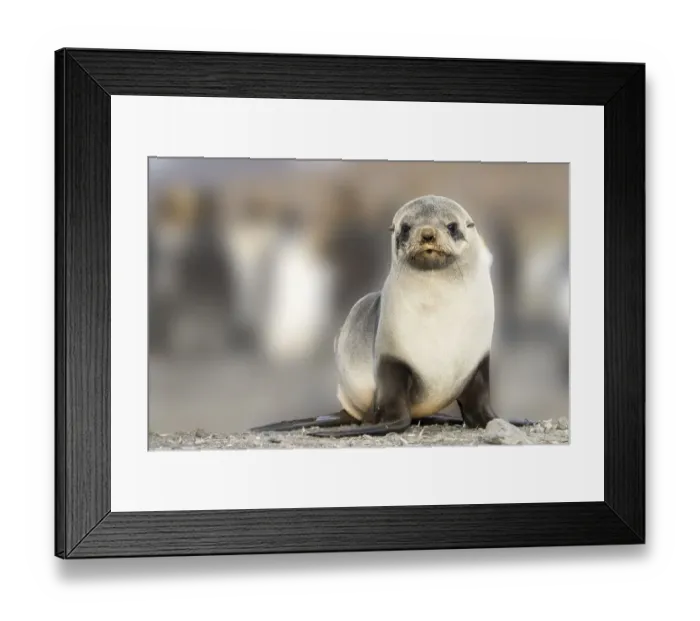 Framed Print : Portrait of seal pup on the beach of St. Andrews Bay, South Georgia Islands Framed Print : Portrait of seal pup on the beach of St. Andrews Bay, South Georgia Islands