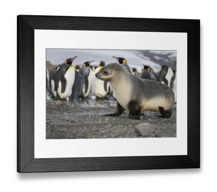 Framed Print : Seal pup with king penguins on beach of St. Andrews Bay, South Georgia Islands Framed Print : Seal pup with king penguins on beach of St. Andrews Bay, South Georgia Islands