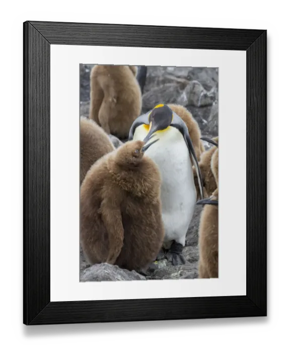 Framed Print : Adult King penguin with Chick. St. Andrews Bay, South Georgia Islands Framed Print : Adult King penguin with Chick. St. Andrews Bay, South Georgia Islands