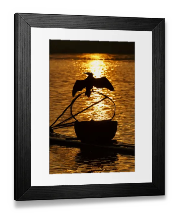 Framed Print : Cormorant on net, Li River, near Xingping, China