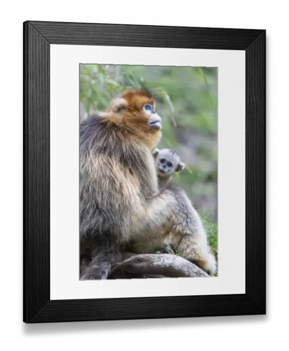 Framed Print : China, Shaanxi Province, Foping National Nature Reserve. Golden snub-nosed monkey Framed Print : China, Shaanxi Province, Foping National Nature Reserve. Golden snub-nosed monkey