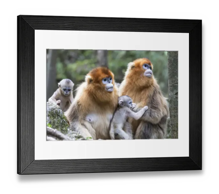 Framed Print : China, Shaanxi Province, Foping National Nature Reserve. Golden snub-nosed monkey Framed Print : China, Shaanxi Province, Foping National Nature Reserve. Golden snub-nosed monkey