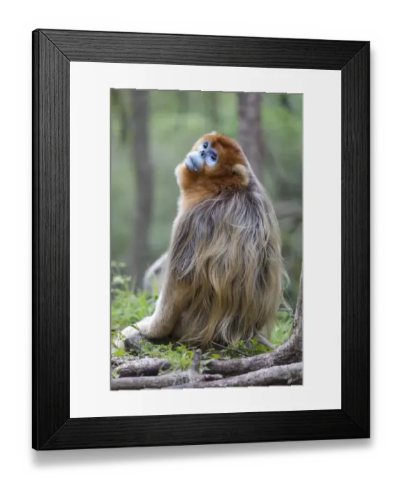 Framed Print : China, Shaanxi Province, Foping National Nature Reserve. Golden snub-nosed monkey Framed Print : China, Shaanxi Province, Foping National Nature Reserve. Golden snub-nosed monkey