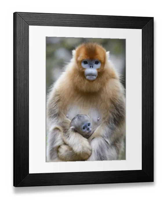 Framed Print : China, Shaanxi Province, Foping National Nature Reserve. Golden snub-nosed monkey Framed Print : China, Shaanxi Province, Foping National Nature Reserve. Golden snub-nosed monkey