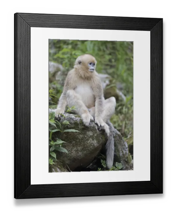 Framed Print : China, Shaanxi Province, Foping National Nature Reserve. Golden snub-nosed monkey Framed Print : China, Shaanxi Province, Foping National Nature Reserve. Golden snub-nosed monkey