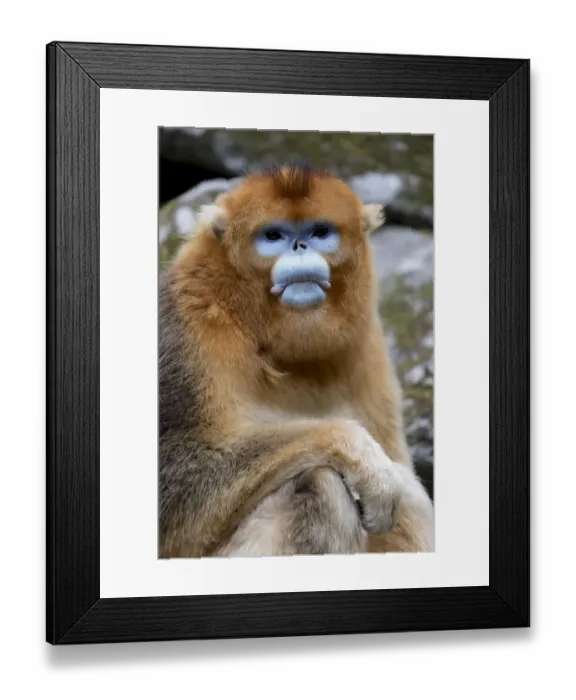 Framed Print : China, Shaanxi Province, Foping National Nature Reserve. Golden snub-nosed monkey Framed Print : China, Shaanxi Province, Foping National Nature Reserve. Golden snub-nosed monkey