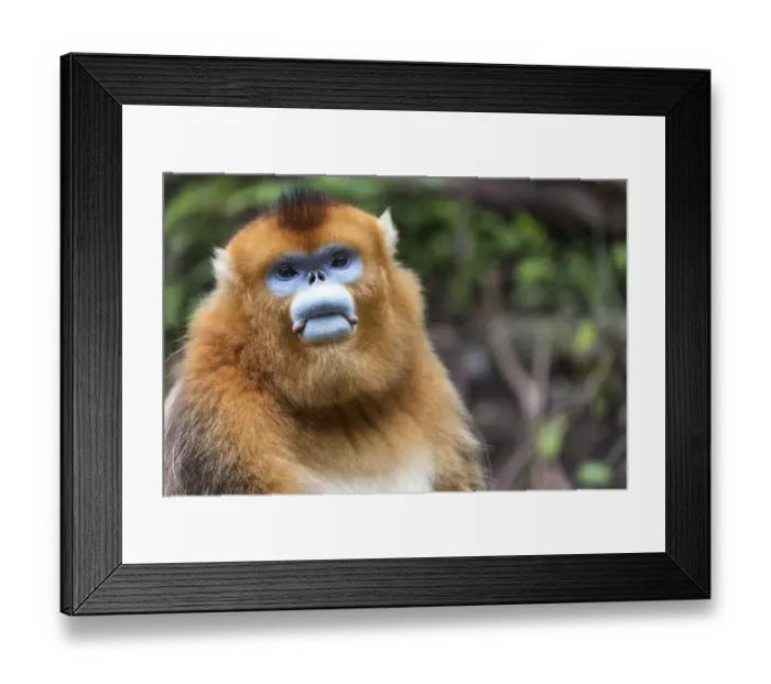 Framed Print : China, Shaanxi Province, Foping National Nature Reserve. Golden snub-nosed monkey Framed Print : China, Shaanxi Province, Foping National Nature Reserve. Golden snub-nosed monkey