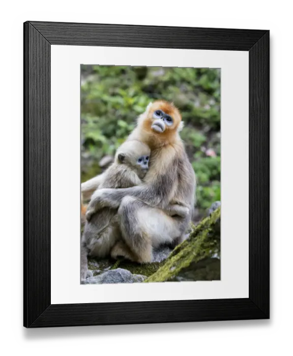 Framed Print : China, Shaanxi Province, Foping National Nature Reserve. Golden snub-nosed monkey Framed Print : China, Shaanxi Province, Foping National Nature Reserve. Golden snub-nosed monkey