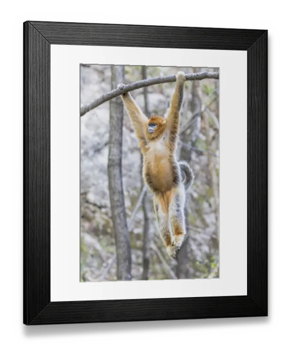 Framed Print : China, Shaanxi Province, Foping National Nature Reserve. Golden snub-nosed monkey Framed Print : China, Shaanxi Province, Foping National Nature Reserve. Golden snub-nosed monkey